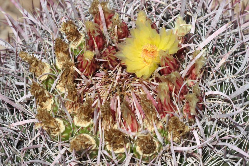 ferocactusgracilisvartortulispinus6.jpg