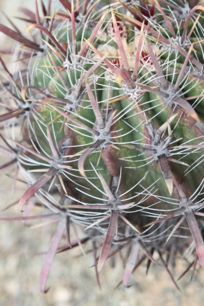 ferocactusgracilisvarcoloratus.jpg