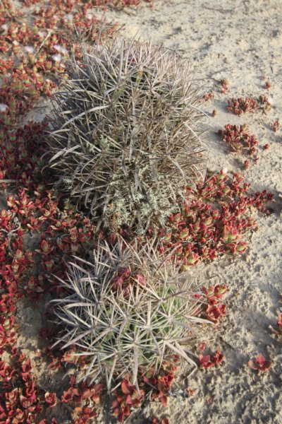 ferocactusviridescens.jpg