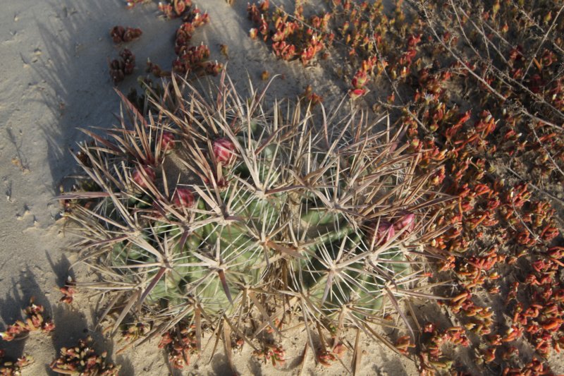 ferocactusviridescens2.jpg