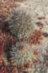 ferocactusviridescens_small.jpg