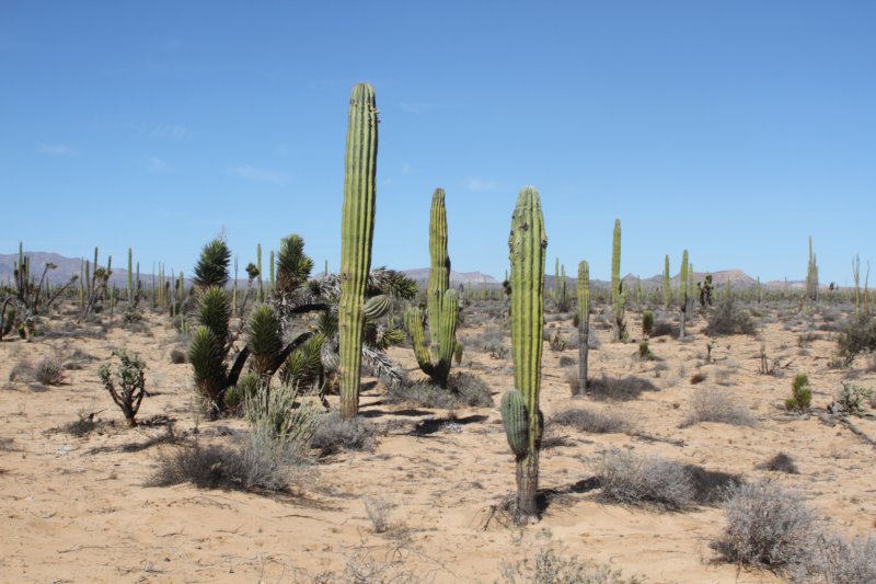 habitatyuccaschidigerapachycereuspringlei.jpg