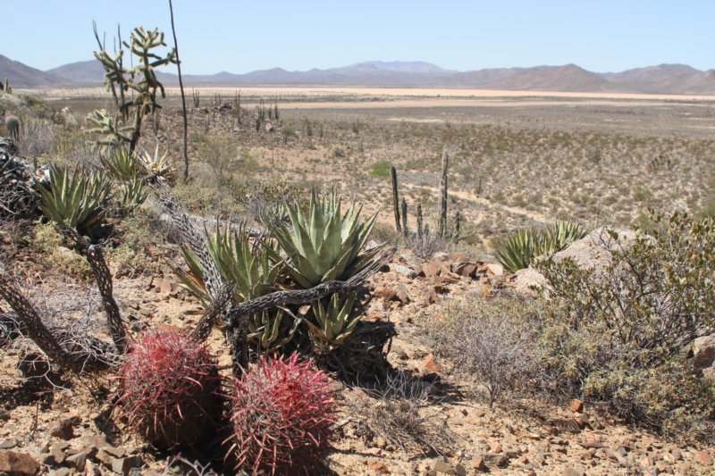 habitatferocactusgracilisvtortulispinusagavegoldmanianabehind.jpg