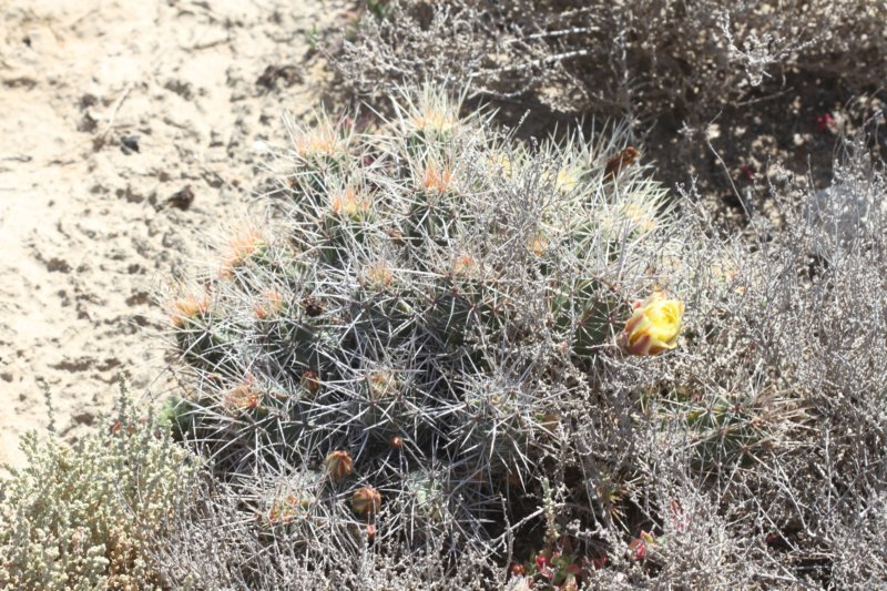 echinocereusmaritimus.jpg