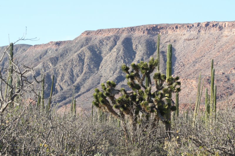 habitatyuccaschidigerapachycreuspringlei.jpg