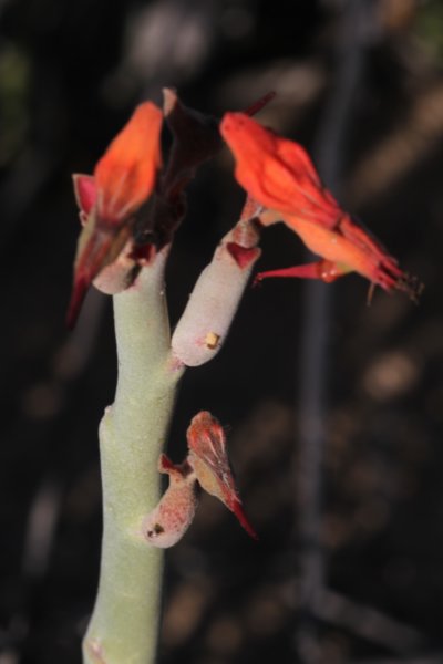 pedilanthusmacrocarpus.jpg
