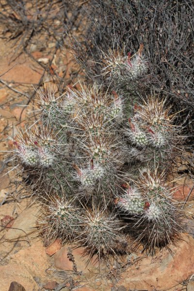 echinocereusengelmannii.jpg