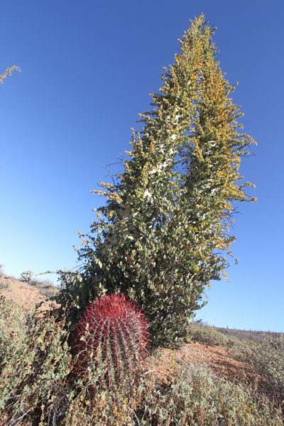 ferocactusgracilisbaseofidriacolumnaris.jpg