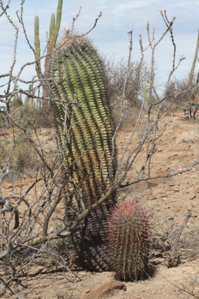 ferocactusacanthodes.jpg