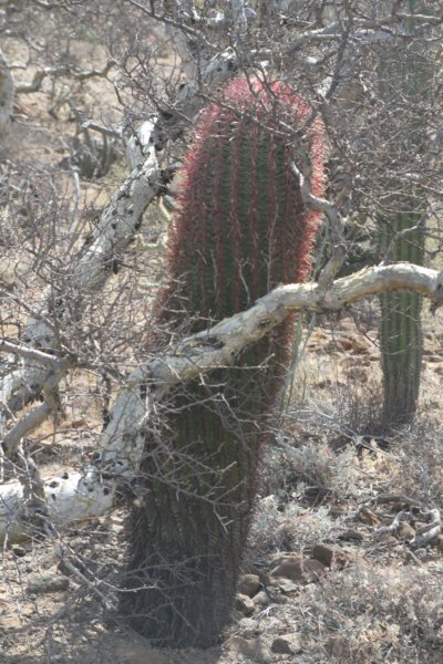 ferocactusgracilis2.jpg