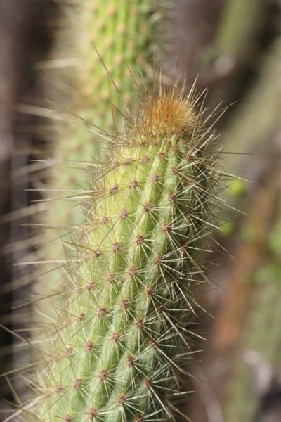 bergerocactusemoryi2.jpg