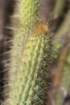 bergerocactusemoryi2_small.jpg