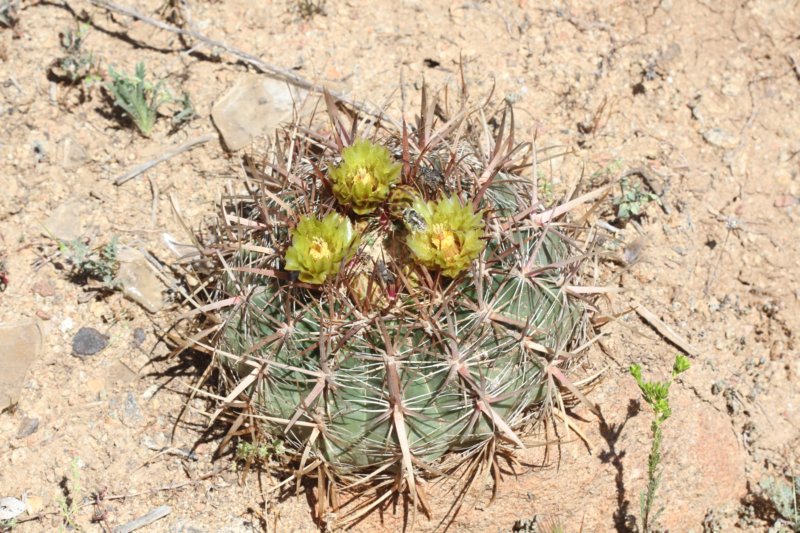 ferocactusviridescens.jpg