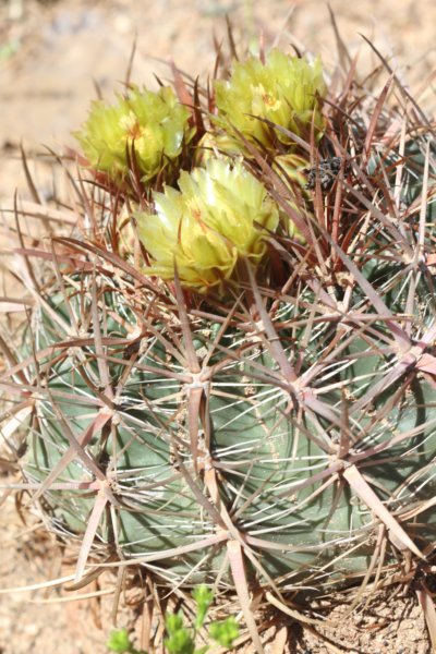 ferocactusviridescens2.jpg