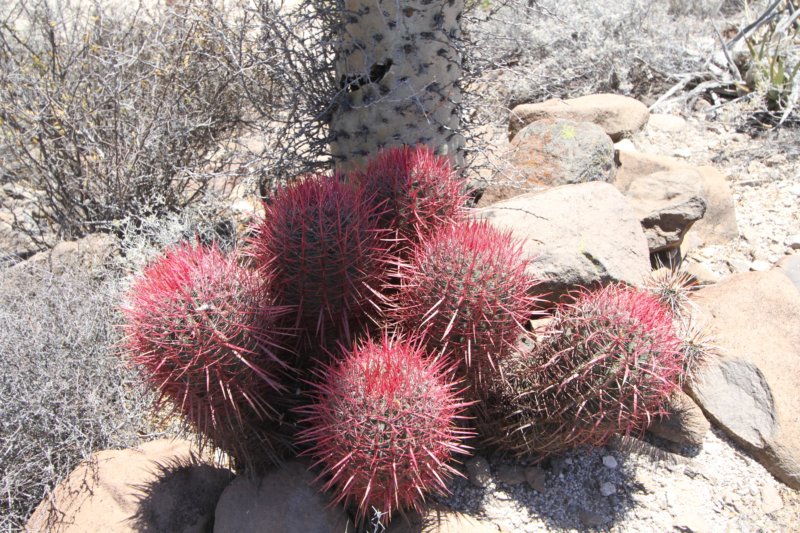 ferocactusgracilis.jpg