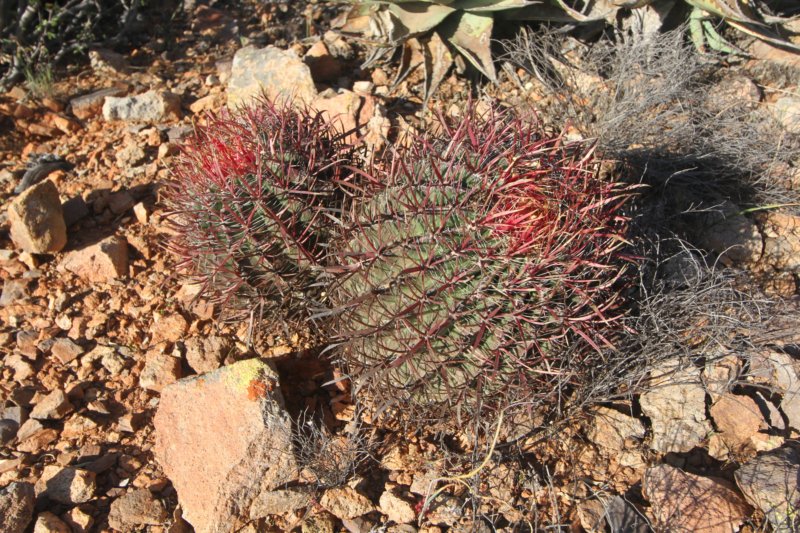 ferocactusgracilis.jpg
