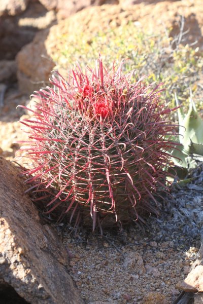 ferocactusgracilis3.jpg