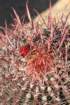 ferocactusgracilis_small.jpg