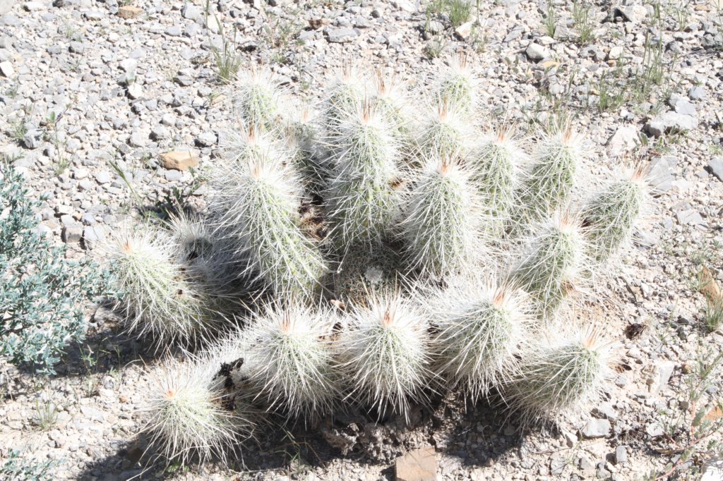 echinocereusstramineus.jpg