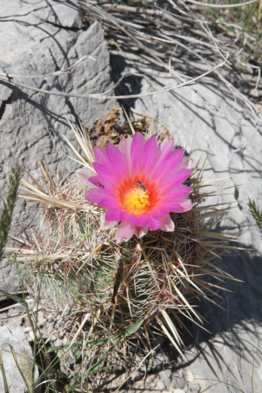 thelocactusbicolor.jpg