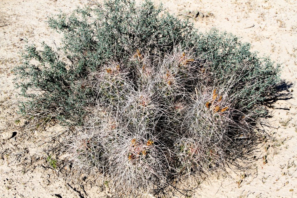 hamatocactusferocactushamatacanthus.jpg