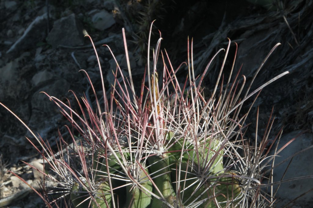 hamatocactusferocactushamatacanthus2.jpg