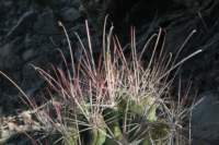 hamatocactusferocactushamatacanthus2_small.jpg
