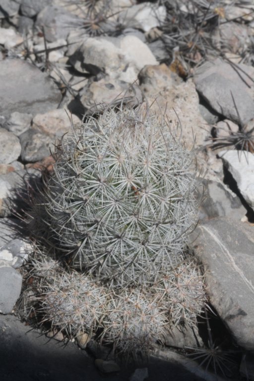 mammillariapottsii2.jpg