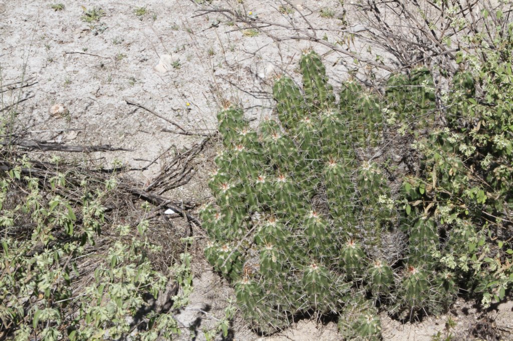 echinocereusenneacanthusvarbrevispina.jpg