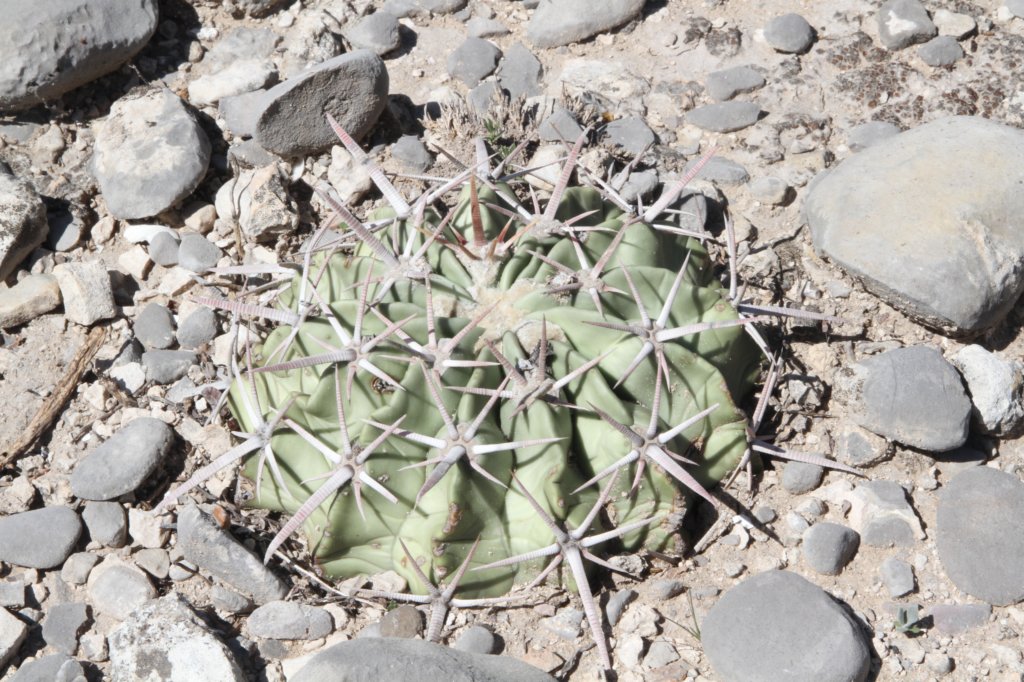 homocephalaechinocactustexensis.jpg