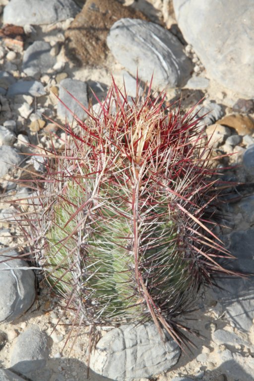 thelocactusbicolor.jpg