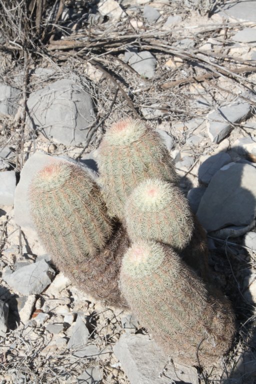 echinocereuspectinatus.jpg