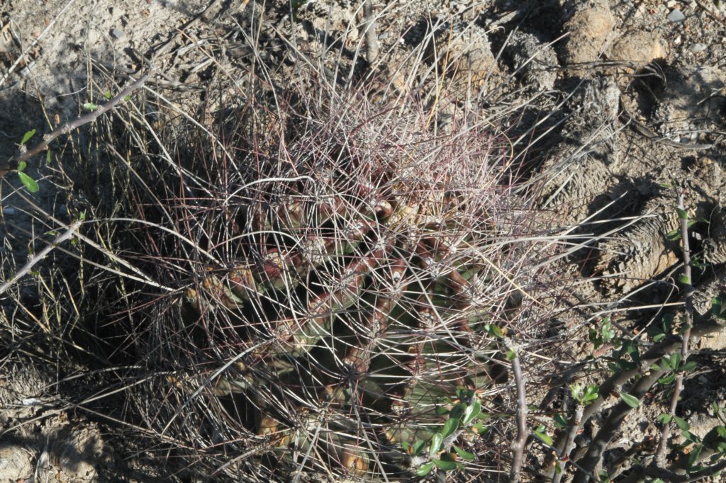 hamatocactushamatacanthus.jpg