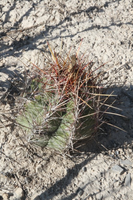 thelocactusbicolor.jpg