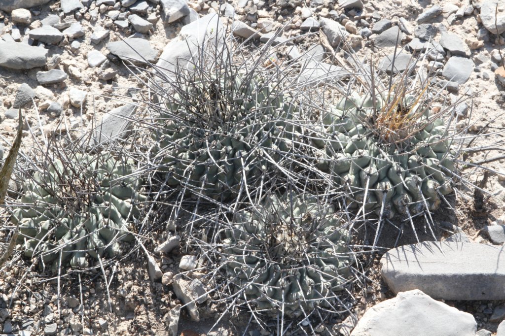 thelocactusriconensis.jpg