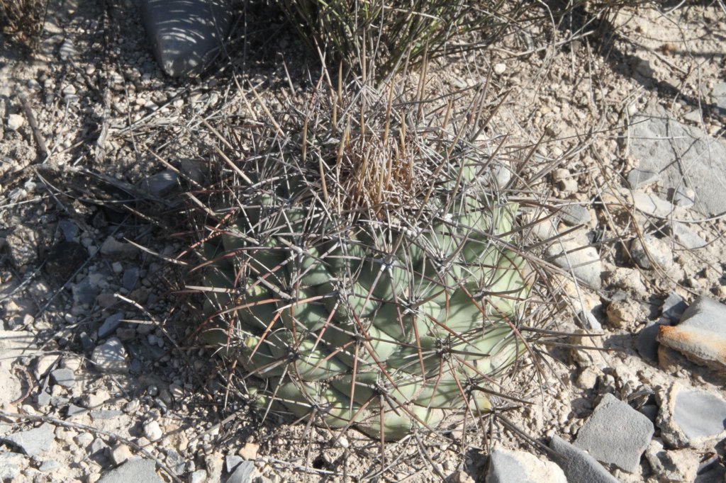 thelocactusriconensis2.jpg