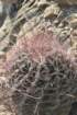 ferocactushamatacanthus_small.jpg
