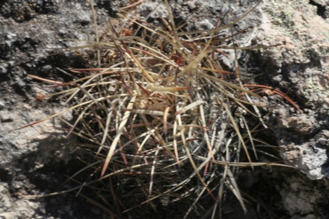 echinofossulocactusobvellatus.jpg