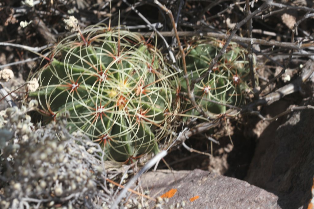 ferocactushystrix.jpg