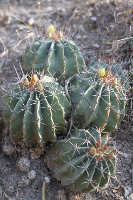 ferocactusechidne.jpg