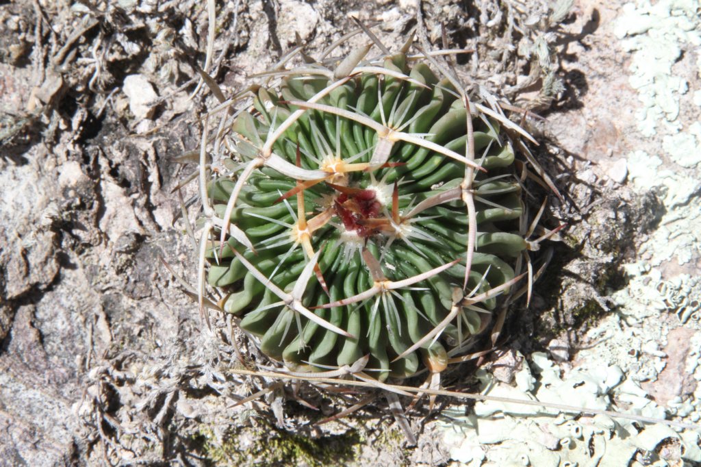 echinofossulocactusobvallatus.jpg