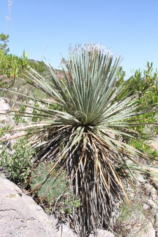 ferocactusechidneunderdasylrionoccidentalis.jpg