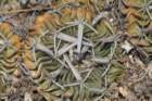 echinofossulocactuscrispatus_small.jpg