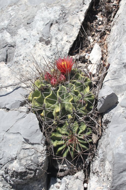 ferocactusechidne.jpg