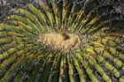 echinocactusplatyacanthus3_small.jpg