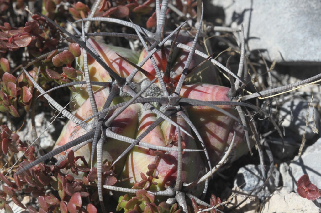 echinocactusplatyacanthusjuvenile.jpg