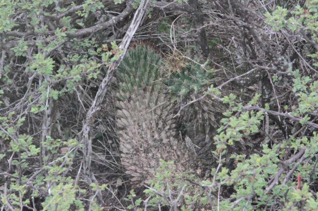 coryphanthaoctacantha2.jpg