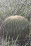 echinocactusplatyacantha_small.jpg