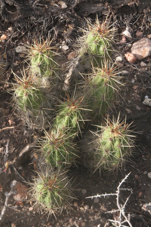 echinocereuscinerescens.jpg