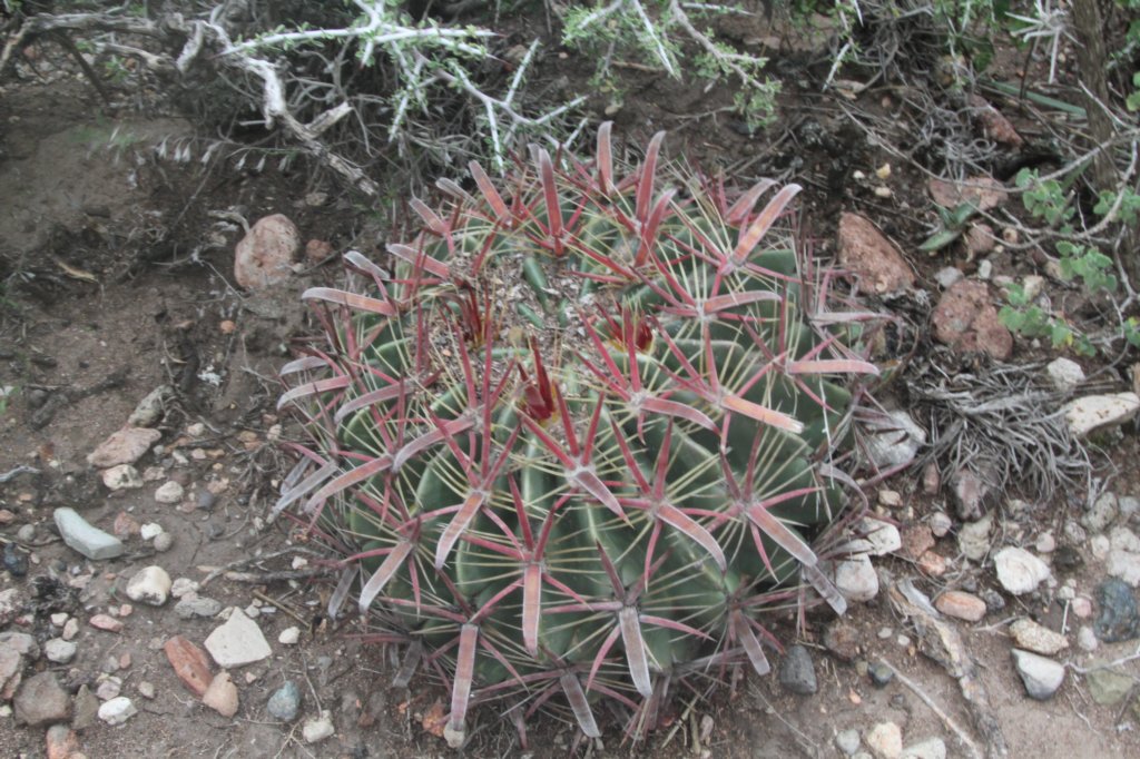 ferocactuslatispinus.jpg